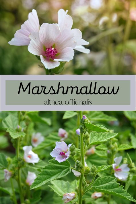 Marshmallow Root Tincture Recipe, Benefits Of Marshmallow Root, Marshmallow Tincture, Marshmallow Root Benefits, Marshmallow Root Magical Properties, Marshmallow Herb, Herbal Marshmallows, Marshmallow Tea, Marshmallow Flowers