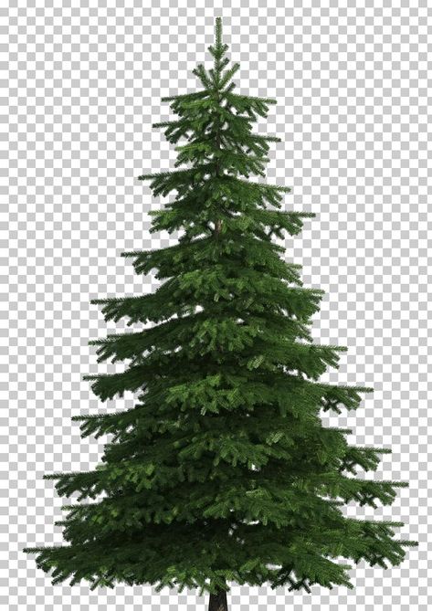 Christmas Tree Without Decorations, Arcane Reference, Tree Top View Png, Tree Png Photoshop, Balsam Fir Tree, Christmas Tree Transparent Background, Pine Tree Drawing, Scots Pine, Christmas Pine Tree