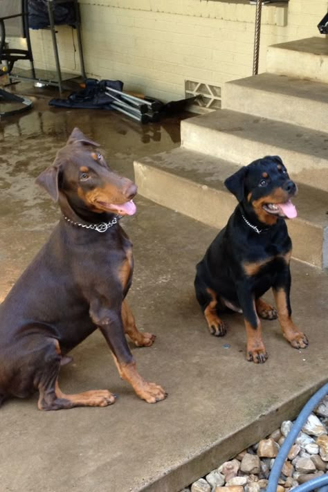 Doberman And Rottweiler, Rottweiler And Doberman, Doberman And German Shepherd Together, All Black Doberman Puppy, Rottweiler And Doberman Together, Rottweiler Mix Puppies, Black And Rust Doberman, Rottweiler Mix, Farm Dogs