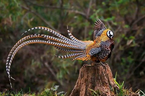 Reeve's pheasant (Syrmaticus reevesii), display China Nature, Interesting Animals, Game Birds, Pretty Animals, Exotic Birds, Pretty Birds, Bird Photo, Colorful Birds, Weird Animals