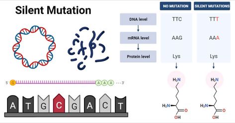 Mutations Biology, Micro Organisms Notes, Genetic Mutation Notes, Point Mutation, Rna Polymerase, Endoplasmic Reticulum Diagram, Central Dogma Of Molecular Biology, Dna Replication, Dna Sequence