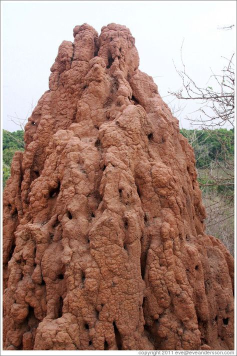 Large ant hill. Termite Hill, Insect Play, Ant Hill Art, Evil Castle, Insect Habitat, Termite Mound, Biomimicry Design, Animal Architecture, African Name