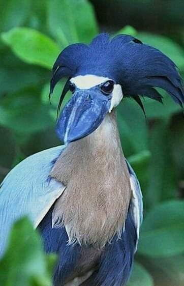 Mangrove Trees, Weird Birds, Birds Photography Nature, Most Beautiful Birds, Rare Birds, Weird Creatures, All Birds, Exotic Birds, Pretty Birds