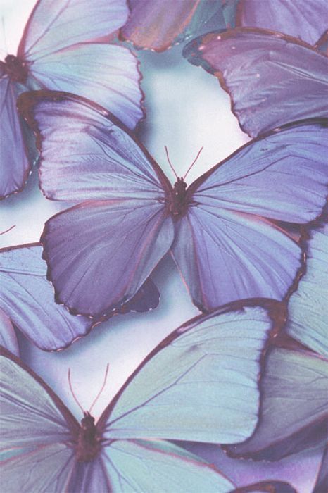 Lavender Aesthetic, Purple Butterfly, Butterfly Wallpaper, Purple Wallpaper, Purple Aesthetic, Blue Aesthetic, Beautiful Butterflies, Pretty Wallpapers, Wallpaper Backgrounds