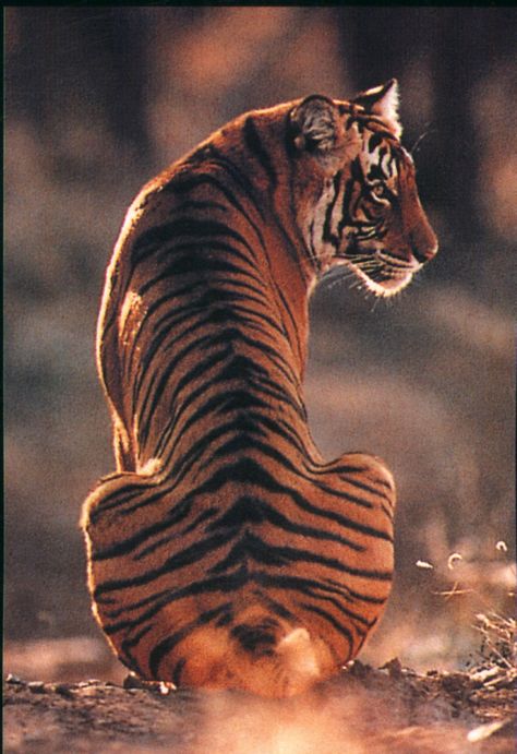 tiger, back King Costume, Tiger Drawing, Wild Tiger, Tiger Tiger, Cat Reference, Tiger King, Tiger Art, Tiger Tattoo, A Tiger