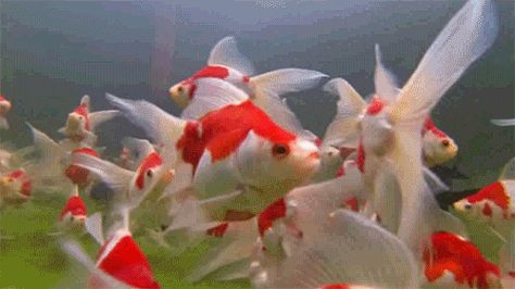 Fish Gif, Fish Banner, Colourful Fish, Pond Fish, Underwater Pictures, One Fish Two Fish, Carpe Koi, World Water Day, Fish Fish