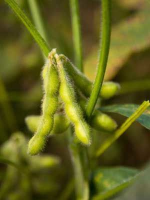 Soybeans, also known as Edamame Soybeans Plant, Apple Tree From Seed, Bean Plant, Japanese Beetles, Plant Pests, Soya Bean, Garden Services, Crop Rotation, Garden Planner