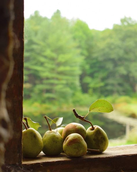 Barn Window, Small Pond, Wild Grass, Pear Trees, Small Ponds, Down On The Farm, Tree Line, Country Farm, The Barn