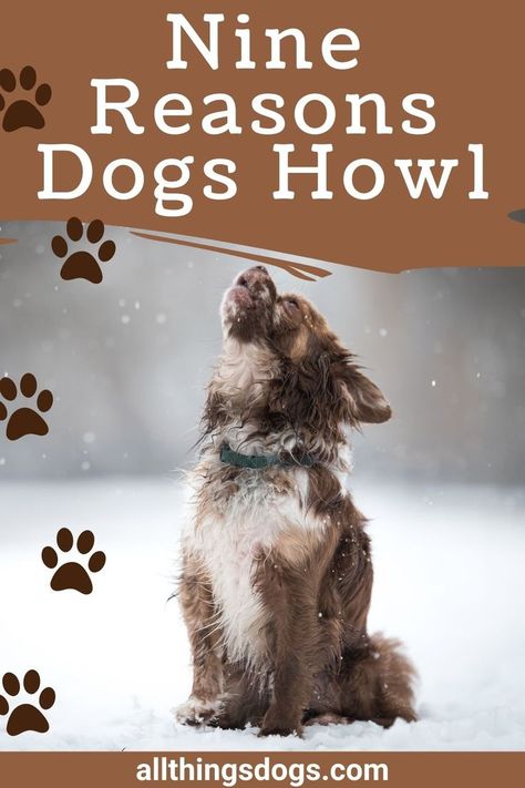 Having a howling hound can be frustrating but it can help if you understand why they are howling. All Things Dog have found nine reasons dogs howl and what you can do about it. See some details on why dogs howl at various things like sirens, music, the moon, at night, when you howl, at fire trucks, when babies cry, at trains and at squeaky toys. Dogs can howl at many things and understanding why they do can help you better understand your pup. Get all the details in our full article here. Dogs Howling, Moon At Night, Dog Crying, Crying At Night, Dog Body Language, Howl At The Moon, Loud Noises, Stop Crying, Baby Crying