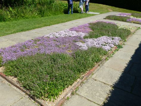 Creeping Thyme Front Yard, Creeping Thyme And Clover Lawn, Dog Friendly Ground Cover Lawn Alternative, Creeping Thyme Between Pavers, Microclover Lawn, Alternative Lawns, Creeping Thyme Lawn, Thyme Lawn, Floral Lawn