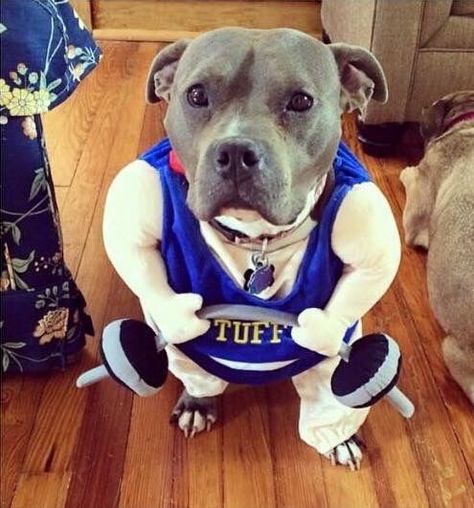 One of my favorite things about Fall is the fact that people dress their dogs up in Halloween Costumes. Cute critters in costumes always make me smile. Cute Pitbulls, Cute Dog Costumes, Bully Breeds Dogs, Nanny Dog, Bully Dog, American Pit Bull Terrier, Dog Halloween Costumes, Pit Bull Love, Staffordshire Bull Terrier