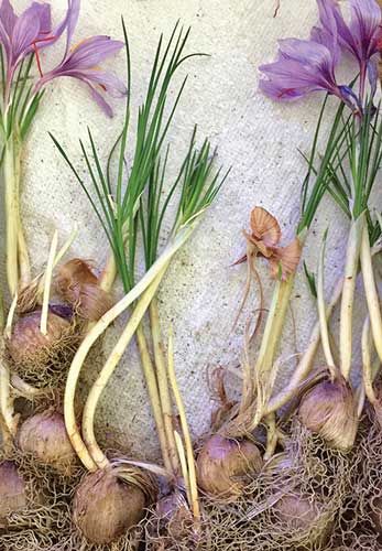 In addition to producing saffron, C. sativus also produces saleable corms, which are sometimes more lucrative than the spice. English photo Growing Saffron, English Photo, Crocus Sativus, Saffron Crocus, University Of Vermont, Saffron Flower, Golden Harvest, Gothic Garden, Growing Gardens