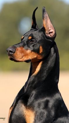 Perro Doberman Pinscher, Dog Doberman, German Pinscher, Regnul Animal, Doberman Pinscher Dog, Scary Dogs, Doberman Puppy, Doberman Dogs, Red Baby