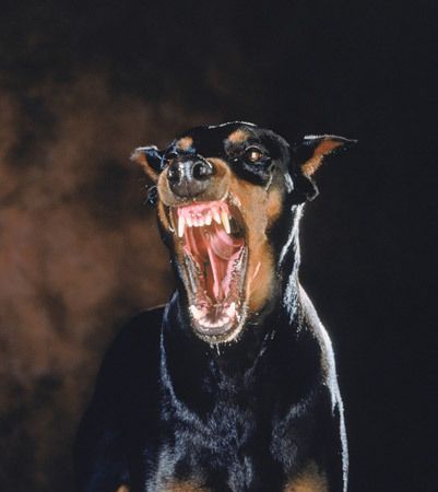 Scary Dogs, Doberman Dogs, Bad Dog, Animal References, Dog Teeth, Doberman Pinscher, Doberman, Reference Photos, Art References