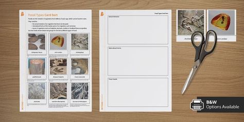 Fossil Worksheet, Fossils Activities Middle School, Fossil Identification Chart, Index Fossils, Fossil Fuel Formation, Interactive Lapbooks, Dinosaur Footprint, Gcse Science, Science Student