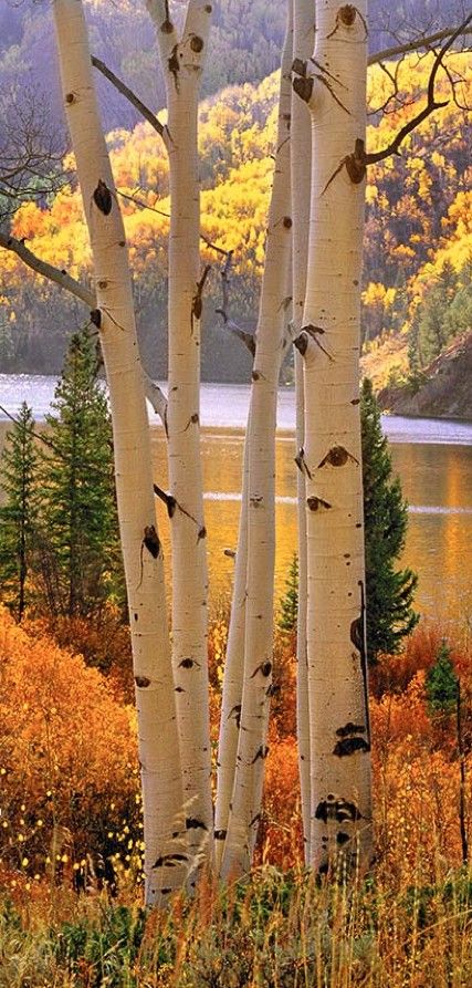 . Aspen Trees, Mountain Photography, Autumn Beauty, Fall Pictures, Beautiful Tree, Rocky Mountains, Wyoming, Aspen, Idaho