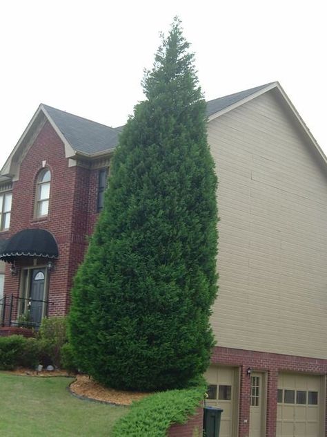 Cypress Trees Landscape Front Yards, Arborvitae Front Of House, Emerald Green Arborvitae Landscaping, Arborvitae Landscaping, Green Giant Arborvitae, Giant Arborvitae, Thuja Green Giant, Emerald Green Arborvitae, Landscaping Around Trees