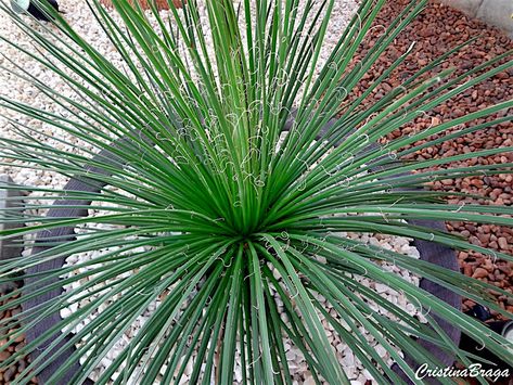 Agave Geminiflora, Tropical Landscape Design, Garden Bonsai, Botanical Plants, Tropical Landscape, Agave Plant, Bonsai Garden, Agaves, Desert Landscape