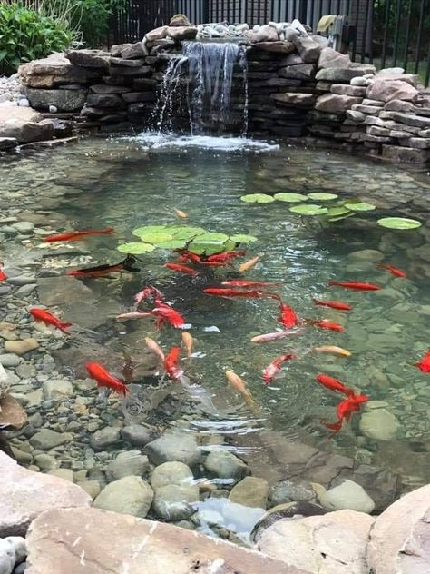 House With Fish Pond, Fish Ponds Ideas Design, Koi Fish Pond Backyard Modern, Outdoor Ponds Ideas, Waterfall Fish Pond, Koi And Goldfish Pond, Front Yard Pond Landscaping, Fish Ponds Backyard Water Features, Koi Pond Waterfall Ideas