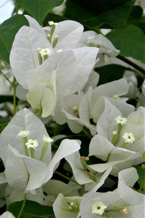 Nature, flowers Bougainvillea White, Climbing Flowers, Thailand Trip, Four O Clock, Moon Garden, Santa Rita, Island Design, White Gardens, Bougainvillea