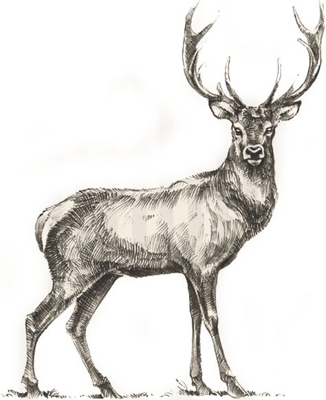 Free Coloring Pictures, Deer Sketch, Deer Coloring Pages, Deer Drawing, Wild Deer, Horse Coloring Pages, Deer Art, Vintage Deer, Animal Coloring Books