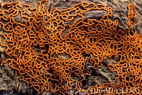 ... Lichen Moss, Sacred Plant, Tree Textures, Plant Fungus, Slime Mould, Mushroom Fungi, Wild Mushrooms, Natural Phenomena, Pumpkin Orange