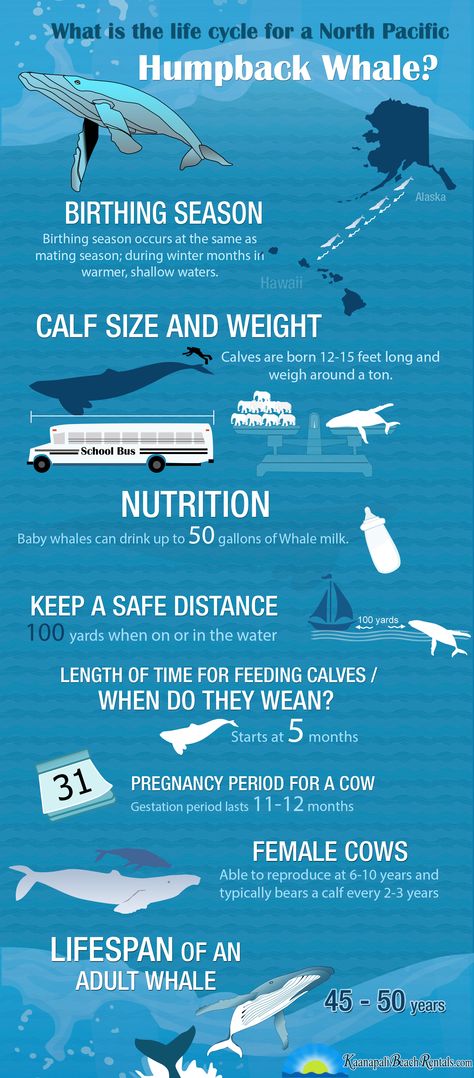 Biology Careers, Wildlife Infographic, Humpback Whale Facts, Whale Quilt, Nature Facts, Whale Facts, Ocean Wildlife, Mathematics Activities, Largest Whale