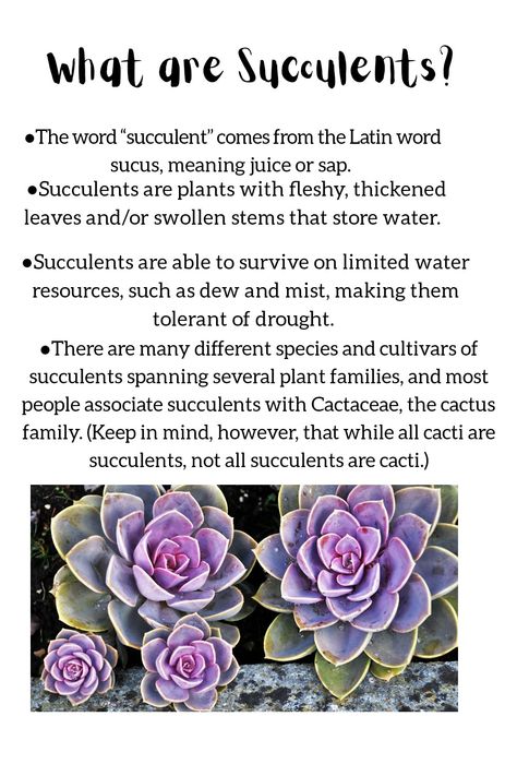 SUCCULENTS PLANT 💚🌿 #plants #succulents #meaning #nature  #green #life #fresh #lifestyle Succulent Meaning, Cactus Meaning, Plants Meaning, Fresh Lifestyle, Ghost Plant, Succulents Plants, Plants Succulents, Succulent Care, Nature Green