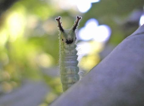 Japanese Emperor Caterpillar, Emperor Caterpillar, Japanese Emperor, Caterpillar, Close Up