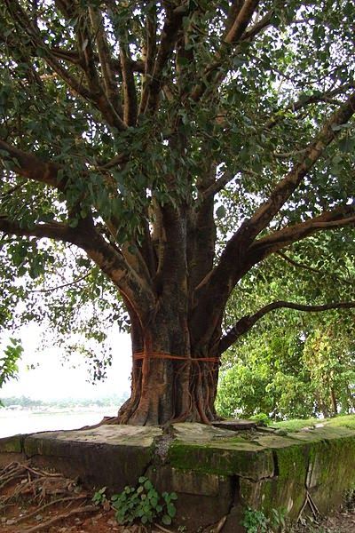 Bodhi Tree Art, Peepal Tree, Personalized Gallery Wall, Tree Of Life Art, Props Art, Bodhi Tree, Tree Images, Banyan Tree, Ganesha Art