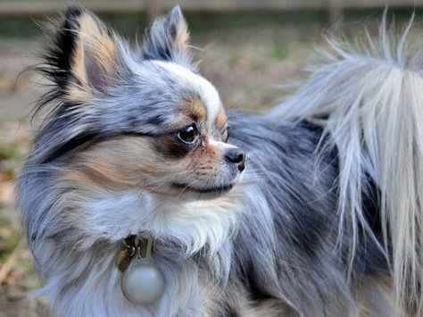 merle chihuahua Long Coat Chihuahua, Merle Chihuahua, Long Hair Chihuahua, Chi Chi's, Chihuahua Breeds, Baby Chihuahua, Chihuahua Funny, Cute Chihuahuas, Long Haired Chihuahua