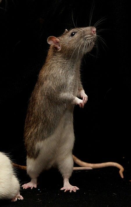 standing rat Rattus Rattus, Brown Rat, Dog Portraits Art, Fancy Rat, Cute Rats, A Rat, Rat Terriers, Pet Rats, Cute Mouse