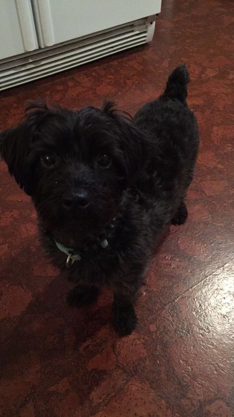 Small, black Yorkshire Terrier mix dog named Gino. Age 3. #cute #puppydogeyes Black Terrier Mix Dogs, Mutt Dog, Terrier Mix Dogs, Terrier Mix, Terrier Dogs, Art Refs, Yorkshire Terrier, Age 3, Yorkshire