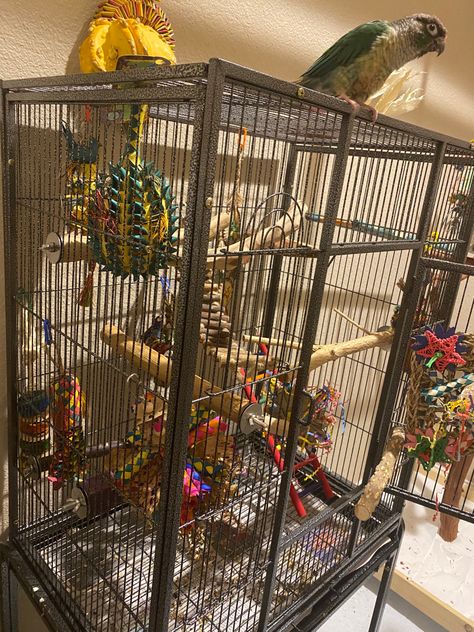 Quaker Parrot Cage Setup, Conure Cage Setup, Cockatiel Cage Setup, Bird Setup, Bird Cage Setup, Conure Cage, Homemade Bird Toys, Parrot Cages, Parakeet Care