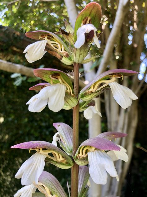 The unique blooms up close of an acanthus flower that only blooms once a year. #acanthus Acanthus Flower, Acanthus Hungaricus, Galanthus Elwesii, Cephalanthus Occidentalis, Vivid Dreams, Language Of Flowers, Acanthus Leaf, Leaf Flowers, Photo Reference