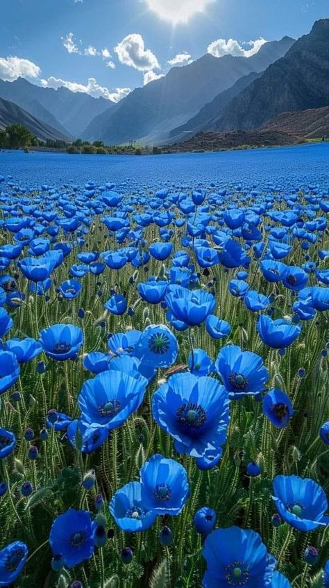 Wallpaper Flower, Lovely Flowers Wallpaper, Blue Poppy, Beautiful Flowers Pictures, Beautiful Photos Of Nature, Beautiful Nature Wallpaper, Beautiful Scenery Nature, Beautiful Nature Pictures, Poppy Flower