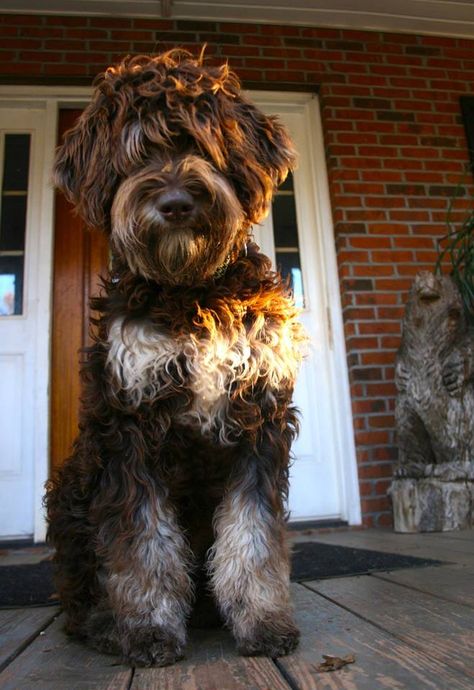 The  phantom color pattern, from FountainFalls Goldendoodles in Upstate SC. Annie is due to have pups in March 2015. Phantom Goldendoodle, Goldendoodle Grooming, Puppy Cut, Pumpkin Dog Treats, Australian Labradoodle, Cutest Dogs, Cat Care Tips, Goldendoodle Puppy, Doodle Dog