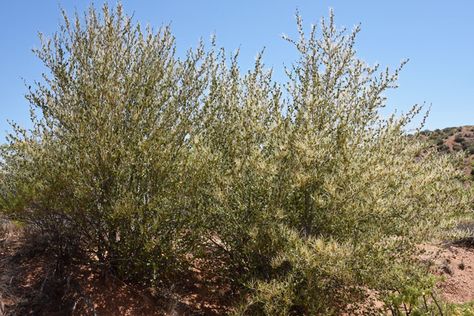 Large shrubs or small trees with multiple branches, note white feathery plumose styles emerging from fruit; Cercocarpus montanus, Mountain Mahogany Mountain Mahogany, Colorado Gardening, Plant Palette, Silver Mountain, Southwest Desert, Rose Family, Native Garden, White Mountains, Plant List