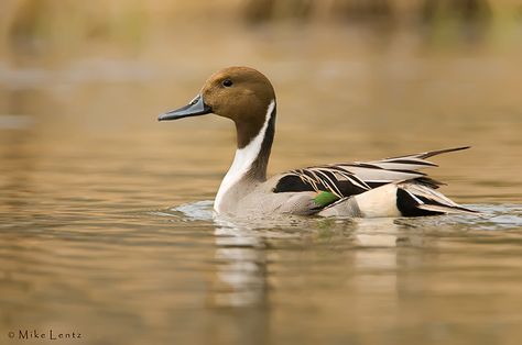 Duck Side Profile, Animal Side Profile, Running Ducks, Duck Hunting, Side Profile, Taxidermy, Ducks, Subjects, Drake