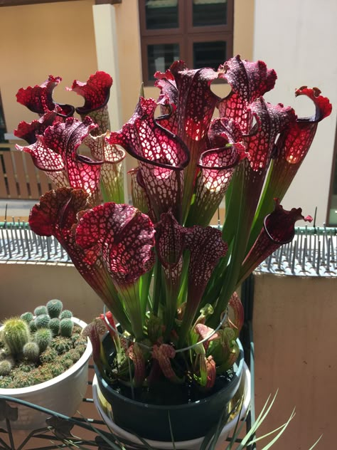 Carnivorous Plants Aesthetic, Carnivorous Plants Terrarium, Bog Plants, Bog Garden, Goth Garden, Rare Orchids, Gothic Garden, Plant Wishlist, Pitcher Plant