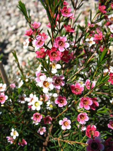 Canberra Garden, Geraldton Wax Flower, Deer Wreath, Bush Tucker, Water Wise Plants, Plant Sketches, Pretty Pink Flowers, Flower Types, Australian Native Garden