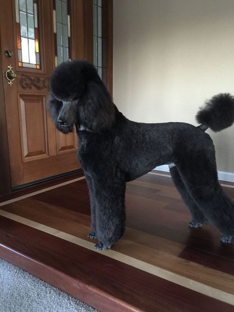 Standard Poodle Cuts, Standard Poodle Haircuts, Poodle Haircuts, Anjing Poodle, Black Standard Poodle, Poodle Hair, Poodle Haircut, Poodle Cuts, Black Poodle