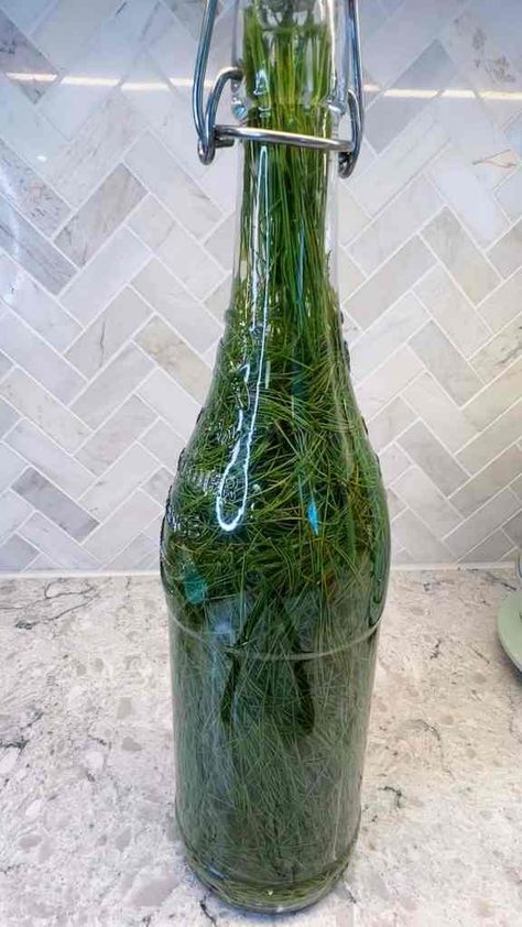 Wild Soda Recipes, Pine Needle Syrup, Pine Soda Recipe, Pine Needle Soda Recipe, How To Make Sprite With Pine Needles, Pine Needle Recipes, Natural Soda Recipe, Pine Needle Sprite, Pine Sprite