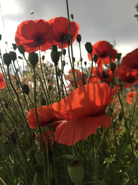 Rote Mohnblumen Red