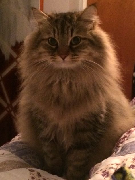 Cute Cat Icon, Profile Cute, Siberian Forest Cat, Cat Profile, Söt Katt, Siberian Cat, Gorgeous Cats, Forest Cat, Cat Icon