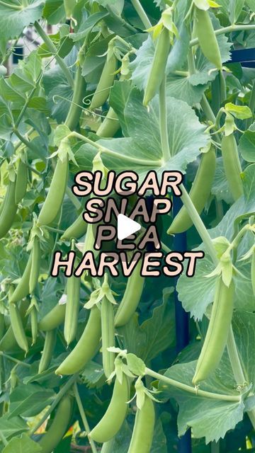 I’m hoping it wasn’t just gardeners luck, but these sugar snaps have been quite easy to grow in a raised bed, in the sunny part of my garden. Same story for you?

I have struggled on the berlotti beans though. They’ve been slow to take off but they have just started to produce their flowers - cross everything.

Did you know, you can eat pretty much all of the sugar snap pea plant? The leaves are so delicious!

Also…. Someone’s got a new hat. Apologies!

#gardening #growyourownfood #peas Snap Pea Trellis, Pot Trellis, Sugar Snap Pea, Pea Trellis, Snap Pea, Pea Plant, Eat Pretty, Sugar Snap Peas, Snap Peas