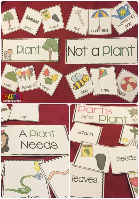 Plant Vs Animal Montessori, Plants And Gardening Activities, How Flowers Grow Preschool, Planting Preschool Theme, Gardening Lessons For Preschool, Montessori Plant Activities, Plants For Kindergarten Activities, Teaching Plants Kindergarten, Plant Lessons For Kindergarten