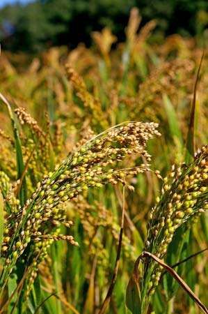 2 Acre Homestead, Millet Plant, How To Cook Millet, Agriculture Pictures, Seed Swap, Farm Sunset, Year Round Flowers, Flowers By Color, Earth Food