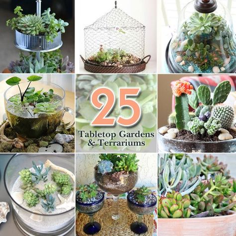 25 tabletop gardens and terrariums Desk Terrarium, Tabletop Garden, Succulent Terrariums, Mini Terrarium, Diy Terrarium, Outdoor Patio Table, Terrarium Ideas, Garden Terrarium, Indoor Gardens