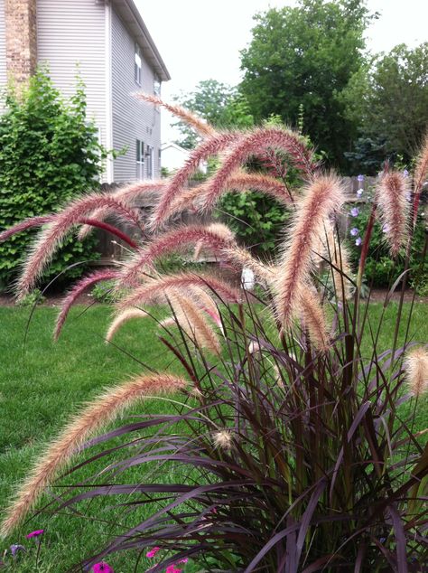 Purple grass Kid Friendly Garden, Social Garden, Purple Pampas Grass, Ibiza Garden, Ornamental Grass Landscape, Garden Grasses, Fall Landscaping, Pink Grass, Grass Landscape